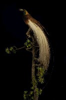 藏品(大天堂鳥)的圖片